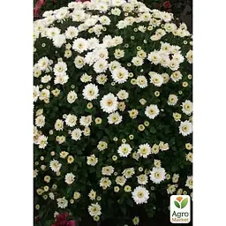 Саджанець Agro-Market Хризантема мультифлора куляста Staviski White (101627) 1 шт. в упаковці - мініатюра 2