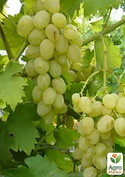 Саджанець Agro-Market Виноград Княгиня Ольга (середній термін дозрівання, ягоди можуть зберігатися до Нового року без зміни смаку) 1 шт. в пакуванні (25531) - мініатюра 3