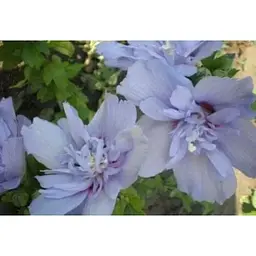 Саджанець Agro-Market Гібіскус деревовидний махровий Блакитний шифон (Blue Chiffon) (36086) 1 шт. в упаковці - мініатюра 2