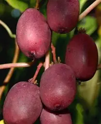 Саджанець Agro-Market Актинідія Скарлет Септембер (міні-ківі, морозостійкий сорт, ранній термін дозрівання) (43957) 1 шт. в упаковці - мініатюра 4