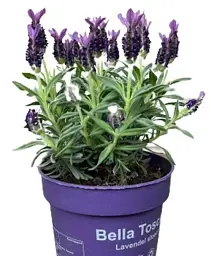 Лаванда Agro-Market Bella Toscane крупнолистна 2-х річна 20-30 см з Нідерландів 1 саджанець в упаковці (152442) - мініатюра 2