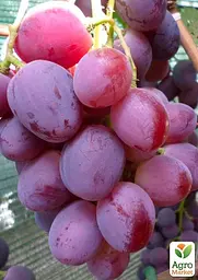 Саджанець Agro-Market Виноград Еверест (ранньостиглий, велика ягода, маса грони 600-1200гр) (50841) 1 шт. в пакуванні - мініатюра 3