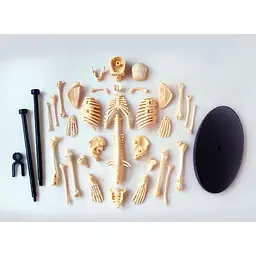 Набір для досліджень Edu-Toys Модель скелета людини збірна 24 см (SK057) - мініатюра 3