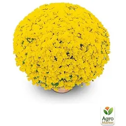Саджанець Agro-Market Хризантема мультифлора куляста Bandol Yellow (176437) 1 шт. в упаковці - мініатюра 2