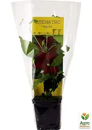 Саджанець Agro-Market Клематис Niobe (повторноквітучий сорт) (15873) - мініатюра 3