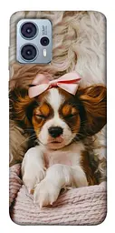 TPU чохол Demsky Sleepy spaniel для Motorola Moto G23