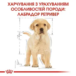 Сухий корм для цуценят породи Лабрадор Ретрівер Royal Canin Labrador Retriever Puppy, 12 кг (24911201) - мініатюра 2