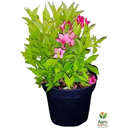 Саджанець Agro-Market Вейгела квітуча 2-х річна Пікобелла Роса (Weigela Picobella Rosa) С2 висота 20-40 см (61536) 1 шт. в упаковці - мініатюра 4