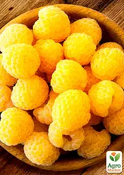 Малина Agro-Market "Ранкова роса" (ремонтантний великоплідний сорт) 1-річний саджанець (189521) 1 шт в упаковці - мініатюра 2