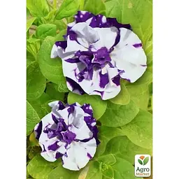 Саджанець Agro-Market Петунія напівампельна Sweet Sunshine Blue Sky (116405) 1 шт. в упаковці - мініатюра 2