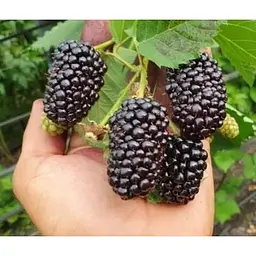 Саджанець Agro-Market Ожина рання (найсмачніший сорт в світі!) Небеса можуть почекати (Heaven Can Wait) 1 шт. в упаковці (36262) - мініатюра 3