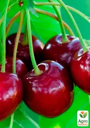 Саджанець Agro-Market Вишня карликова куляста Очікування 1 шт. в упаковці (37368) - мініатюра 2