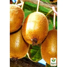 Саджанець Agro-Market Ківі Соло (самозапильний) (26160) - мініатюра 2