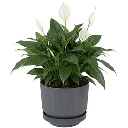 Вазон для квітів Serinova Lux 9 л антрацит (20-S28411102-200100) - мініатюра 2