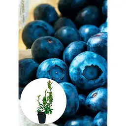 Саджанець Agro-Market Лохина (чорниця садова) Нельсон (Nelson) (пізній термін дозрівання, один з великоплідних сортів) 1 шт. в упаковці (45481) - мініатюра 2