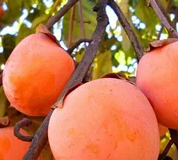 Саджанець Agro-Market Хурма на віргінській морозостійкій підщепі Божий дар укорінена в контейнері (саджанець 2 роки) (153274) 1 шт. в упаковці - мініатюра 2