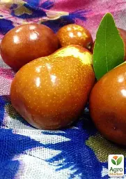 Саджанець Agro-Market Зизифус Унаби (перехресне запилення, садити по 2 саджанця різного ґатунку) 1 шт. в упаковці (25922) - мініатюра 3