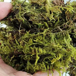 Сфагновий мох Repti-Zoo Sphagnum Moss 100 г (4,5 л) з Чилі для тераріумів і рослин - мініатюра 5