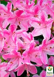 Саджанець Agro-Market Рододендрон рожевий Кермезіна Розеа (Kermesina Rose) (25759) - мініатюра 2