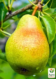 Саджанець Agro-Market Груша Дельбарью (осінній сорт, середній термін дозрівання) 1 шт. в упаковці (35802) - мініатюра 3