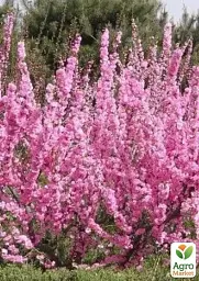 Саджанець Agro-Market Сакура кущова (Prunus incisa) Oshidorii 1 шт. в упаковці (181583) - мініатюра 2