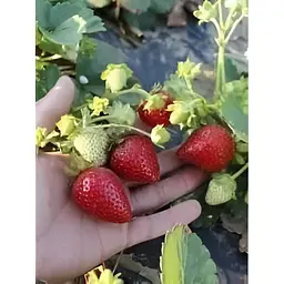 Саджанець Agro-Market Полуниця Клер (Clery) 5шт (ранній термін дозрівання, дуже великі гарні ягоди) (25800) - мініатюра 8
