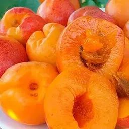 Саджанець Agro-Market Абрикос Джумбо Тардив (літній сорт, середній термін дозрівання) (39866) 1 шт. в упаковці - мініатюра 4