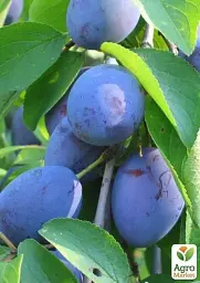 Саджанець Agro-Market Слива Кабардинка (осінній сорт, пізній термін дозрівання) 1 шт. в упаковці (36530) - мініатюра 3