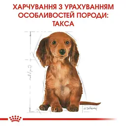Сухий корм для цуценят породи Такса Royal Canin Dachshund Puppy, 1,5 кг (24370151) - мініатюра 2