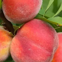 Персик Agro-Market "Азорит" (літній сорт, середньо-пізній термін дозрівання) (188341) 1 саджанець в упаковці