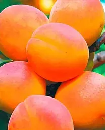 Саджанець Agro-Market Абрикос NJA 19 (літній сорт, середній термін дозрівання) (39858) 1 шт. в упаковці - мініатюра 2