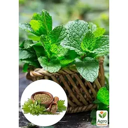 Саджанець Agro-Market М'ята Коріандрова Mentha gracilis (184016) 1 шт. - мініатюра 2