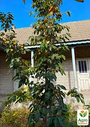 Саджанець Agro-Market Хурма Віргінська великоплідна на віргінській морозостійкій підщепі 1 шт. в упаковці (44804) - мініатюра 2