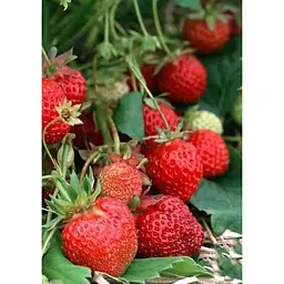 Саджанець Agro-Market Полуниця Чудо світу 5шт (ремонтантний сорт) (44700) - мініатюра 4