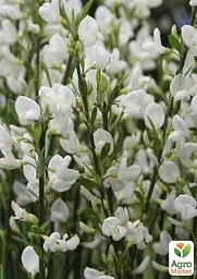 Саджанець Agro-Market Рокитник White Lion (цитисус) вазон С3 (181556) - мініатюра 4