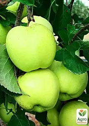 Саджанець Agro-Market Яблуня Кальвиль Сніговий (зимовий сорт, пізній термін дозрівання) 1 шт. в упаковці (25750) - мініатюра 4
