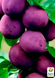 Саджанець Agro-Market Слива колоновидна Алича (Синя велика) (літній сорт, середній термін дозрівання) 1 шт. в упаковці (23477) - мініатюра 2