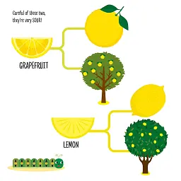 My First Book of the Vegetable Garden. Montessori: A World of Achievements - мініатюра 7