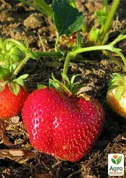 Саджанець Agro-Market Полуниця Мармелада (Marmolada) (середній термін дозрівання, сорт стійкий до різних захворювань) 5 шт. в пакуванні (37068) - мініатюра 3