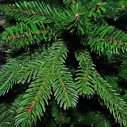Штучна сосна Triumph Tree Forest Frosted зелена з інеєм 3,05 м (8711473151534) - мініатюра 2