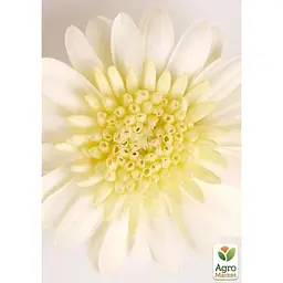 Саджанець Agro-Market Остеоспермум махровий Pasodoble Enrico (контейнер № 10 висота 10-20 см) (49098) 1 шт. в упаковці - мініатюра 2