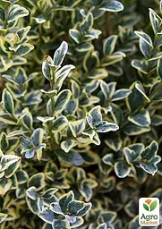 Саджанець Agro-Market Самшит буксус вічнозелений ряболистий Elegans (горщик Р9) (48734) - мініатюра 2