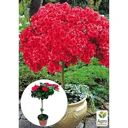 Саджанець Agro-Market Рододендрон на штамбі квітучий 3-х річний Red Baron (40-60 см) (62808) из Нидерландов 1 шт. в упаковці - мініатюра 3
