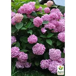 Саджанець Agro-Market Гортензія крупнолистова 2-х річна Bailmer Original висота саджанця 25-45 см (183487) 1 шт. в упаковці - мініатюра 2