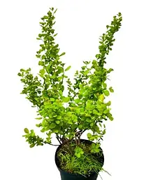 Спірея Agro-Market Tor Gold березолистна 2-х річна вазон С2 висота 20-40 см 1 саджанець в упаковці - мініатюра 2