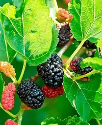 Саджанець Agro-Market Шовковиця великоплідна Стамбульська чорна (літній сорт, середній термін дозрівання) (16186) 1 шт. в упаковці - мініатюра 2