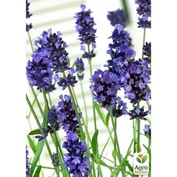 Саджанець Agro-Market Лаванда англійська вузьколиста Манстед (Munstead) (44330) 1 шт. в упаковці - мініатюра 3