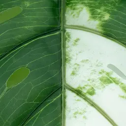 Штучне листя Engard Monstera Alba 78 см (TW-55) - мініатюра 5