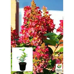 Саджанець Agro-Market Гортензія 3-х річна волотиста Wim's Red (61514) 1 шт. в упаковці - мініатюра 2