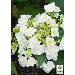 Саджанець Agro-Market Гортензія крупнолистова Doppio Bianco вазон Р9 (183478) 1 шт. в упаковці - мініатюра 2